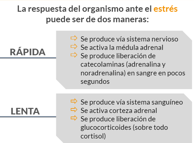 Bienestar animal: ¿Cómo influye el estrés? - Agroglobal